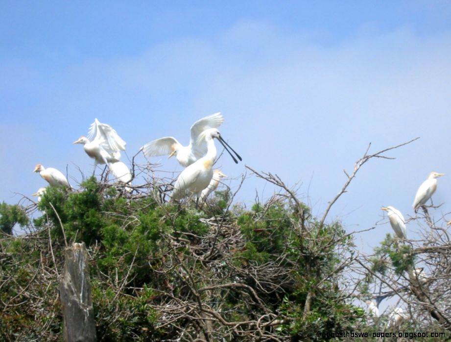 Juvenile Eurasian Spoonbill Juvenile Eurasian Spoonbill