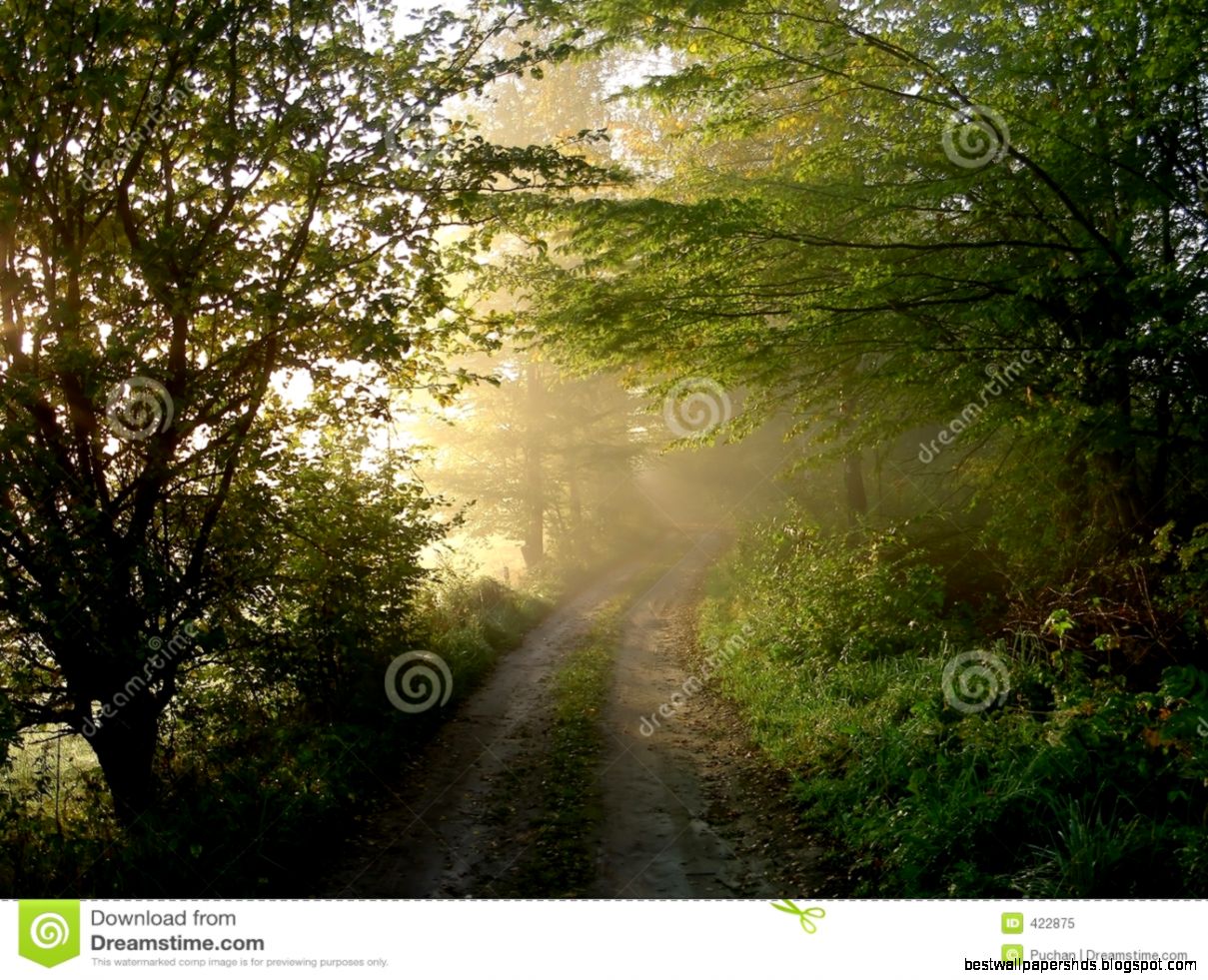 Foggy Path Royalty Free Stock Photo Image 422875 Foggy Path Royalty Free Stock Photo Image 422875