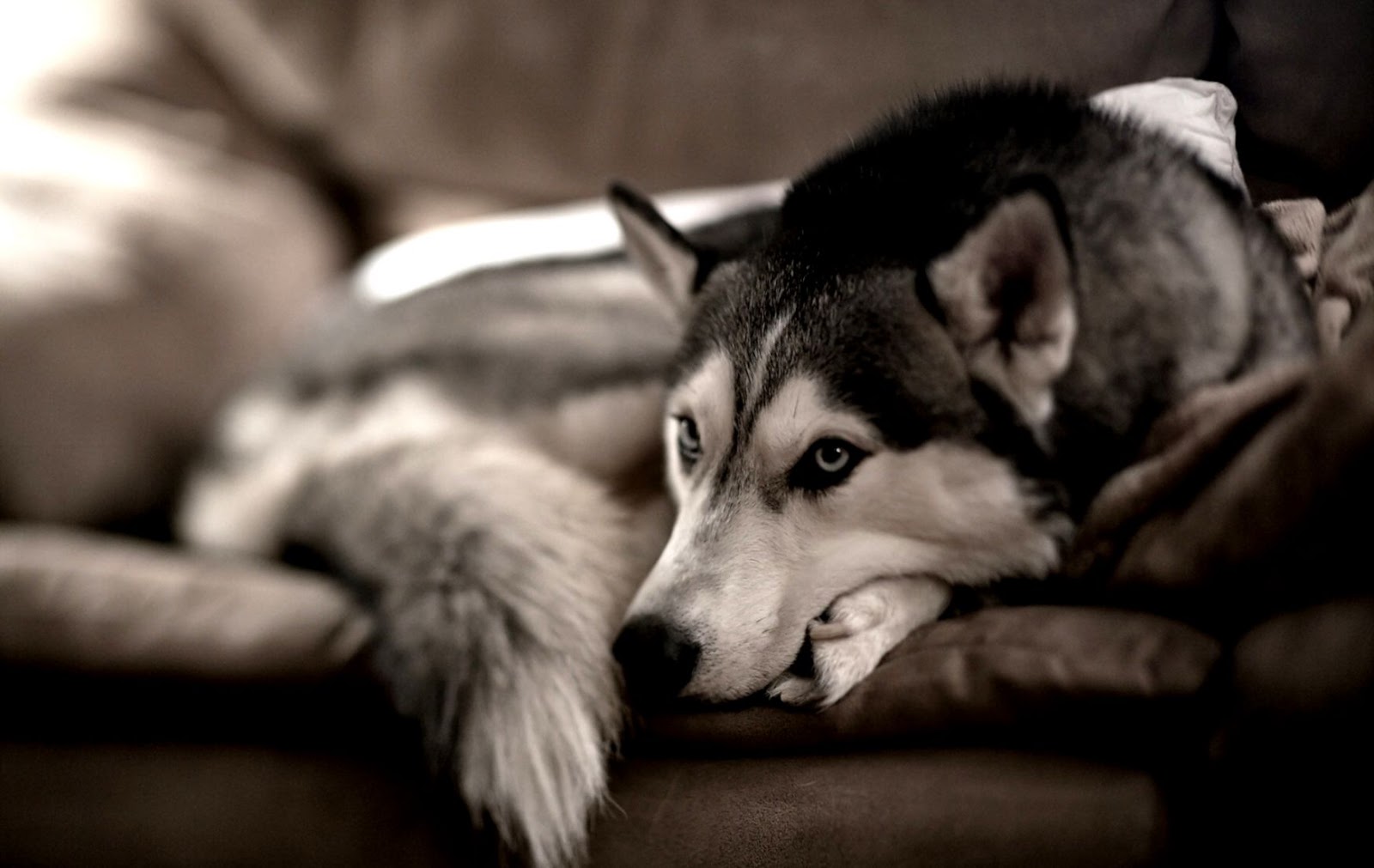Siberian Husky On Couch Siberian Husky On Couch