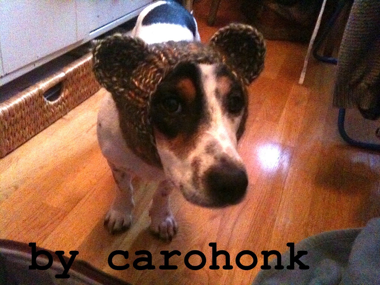 Carohonk zur Zeit im Nähfieber Creadienstag die Achte Hundemütze oder