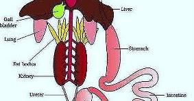 Digestive system of Frog | Zoology : Biology ~ HSEB all notes and tips