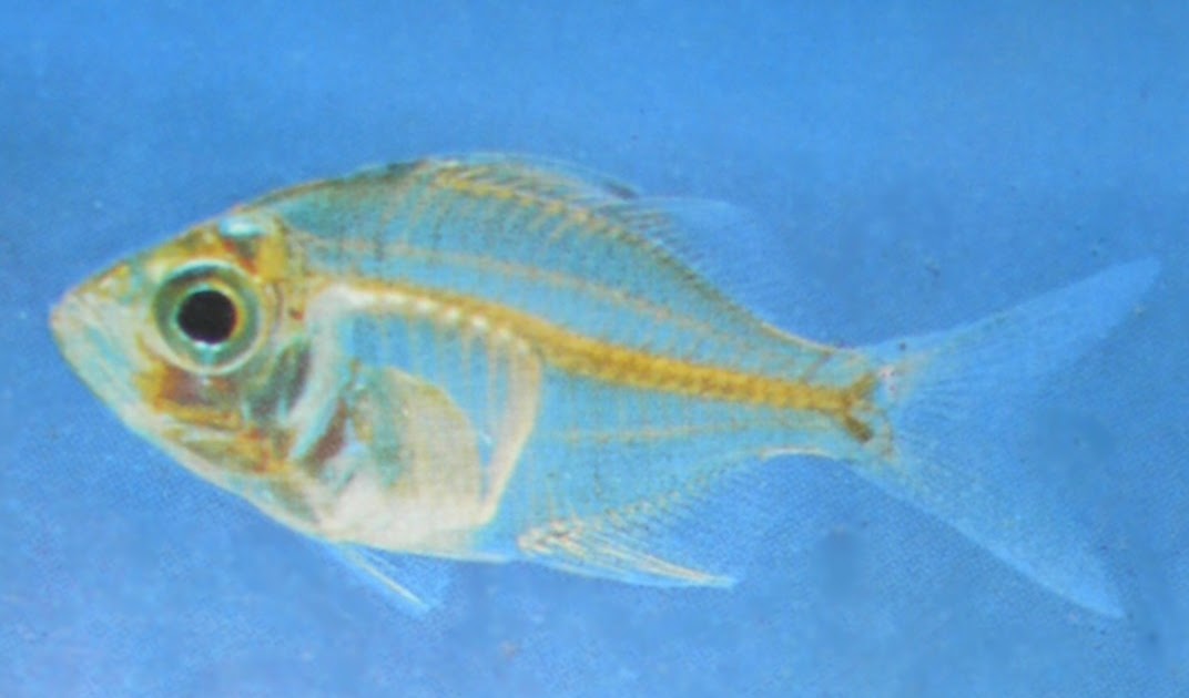 aquarium fishes indian glass fish information