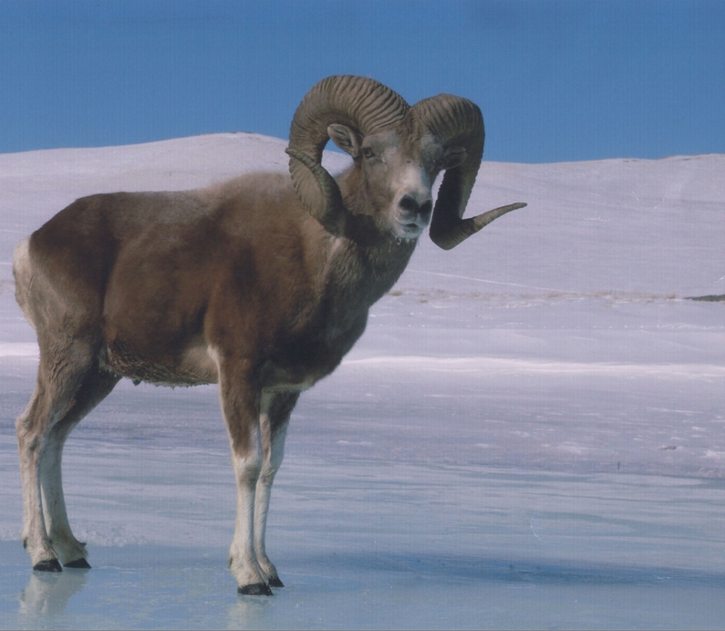 Belang Belang Domba Argali Domba Liar Terbesar Di Dunia