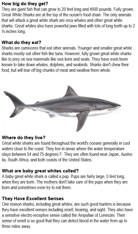 Great white shark facts for kids