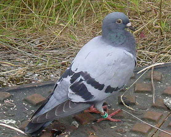 RAMBLES FROM MY CHAIR: The Liverpool Pigeon