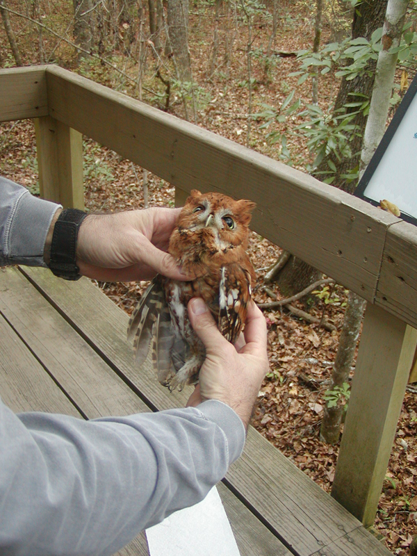 Audubon South Carolina Christmas and Screech Owls