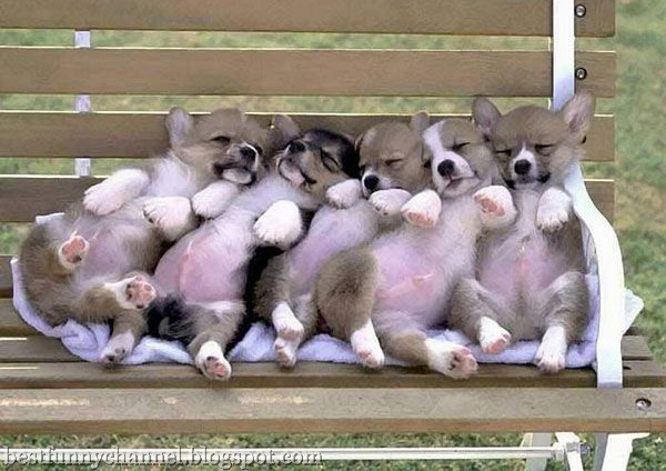Five cool puppies