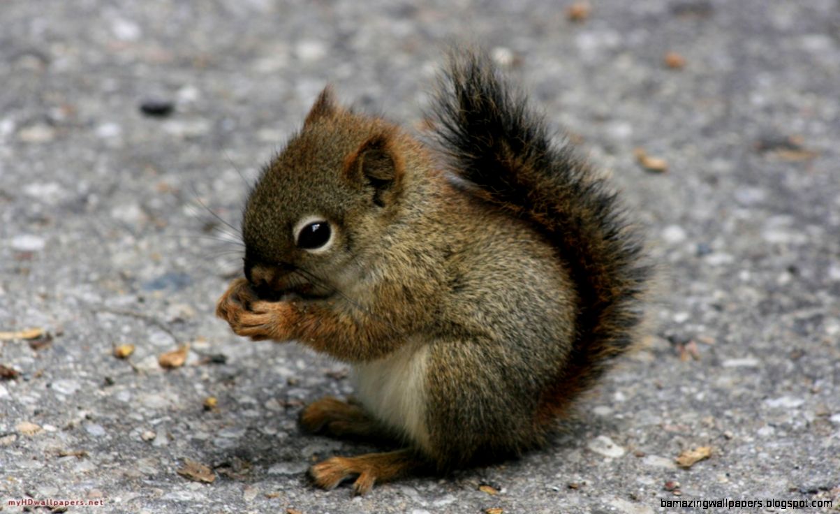 Cutest Wild Baby Animals Listoid Cutest Wild Baby Animals Listoid