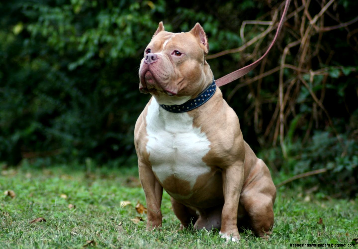Pitbull Breed Dogs Pitbull Breed Dogs