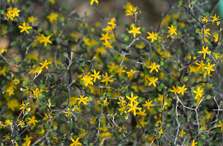 Future Plants By Randy Stewart Cotoneaster