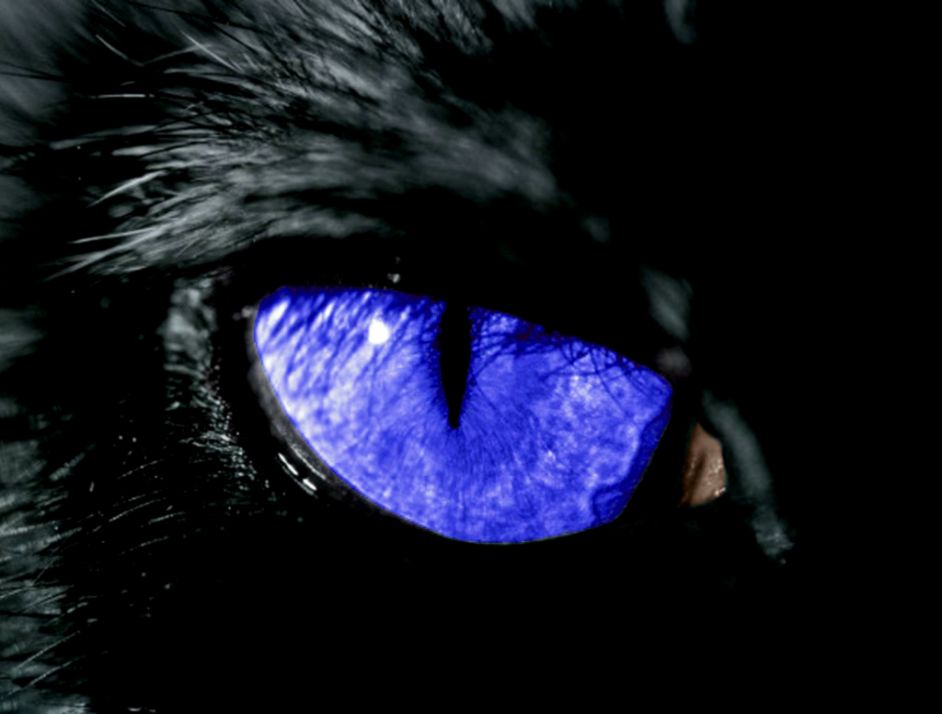 Cats Blue Eyes Animals Fresh New HD Wallpaper Best Quality HD Cats Blue Eyes Animals Fresh New HD Wallpaper Best Quality HD