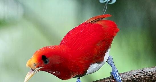 Ryan Maigan Birds Burung Cendrawasih Raja King Bird Of Paradise