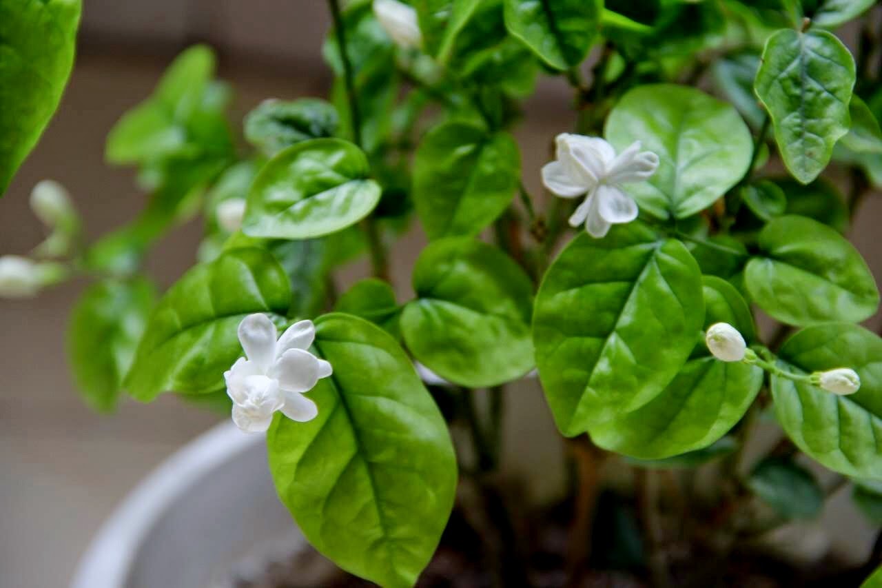 Singapore Plants Lover Today's Flowers Jasmine