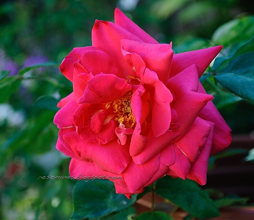 A Rose is a Rose... Notes on New Roses