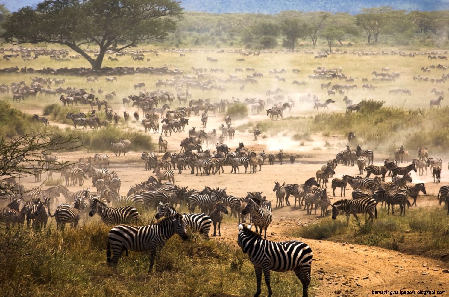 About Tanzania MSAFIRI ADVENTURE TOURS About Tanzania MSAFIRI ADVENTURE TOURS