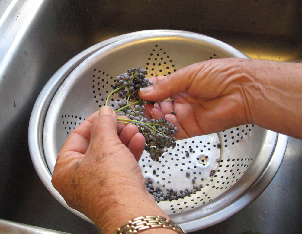 Mother Nature's Backyard A Waterwise Garden Picking, Cleaning and
