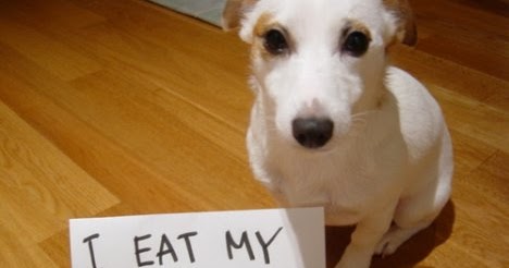 Dog Started Eating His Own Poop Dog Started Eating His Own Poop