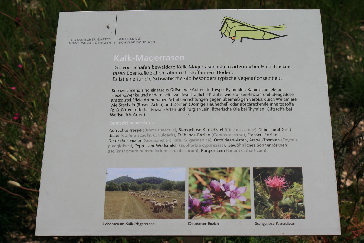 Bildertanz In Gonningen Die Magerwiesen Unterhalb Des Rossberg