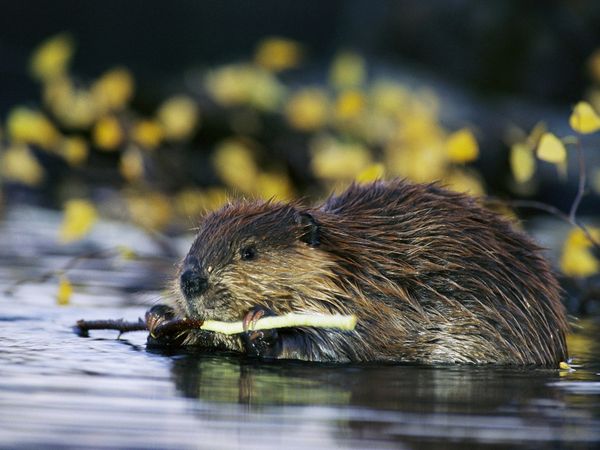 Beaver | Animal Wildlife