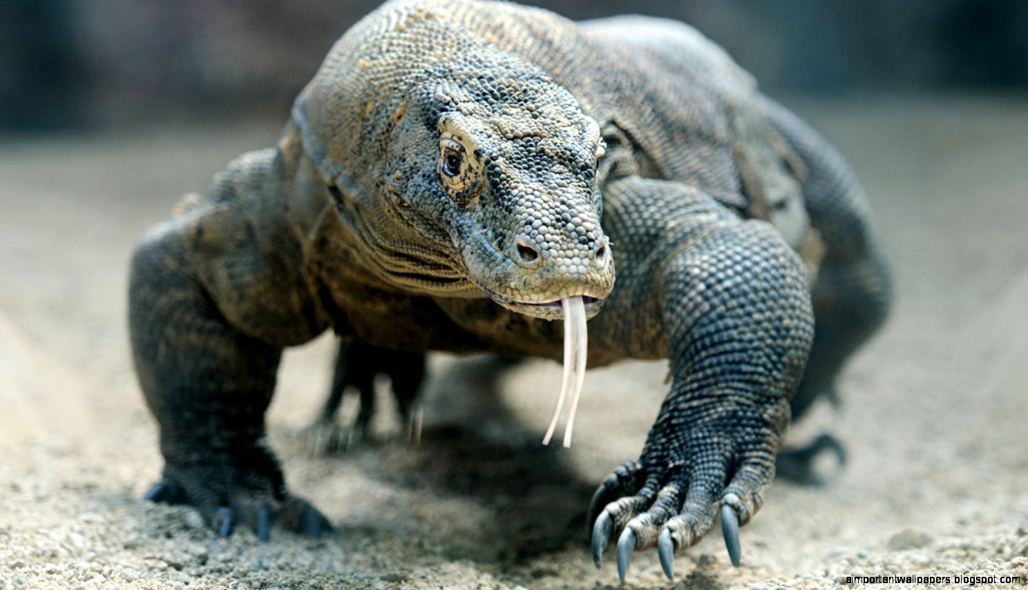 Komodo Dragon HD Wallpapers Komodo Dragon HD Wallpapers