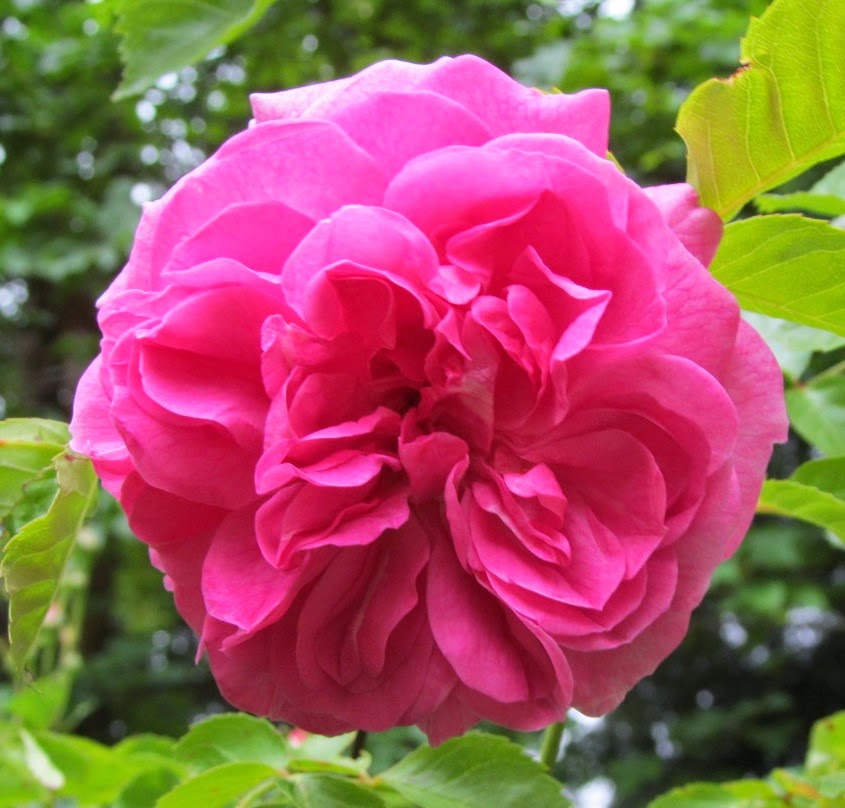 Weeding on the Wild Side Continuous Bloom, Roses, Clematis, June 2, 2014
