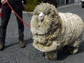 紐西蘭綿羊 史瑞克