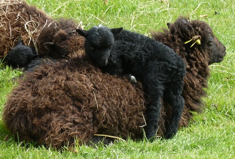 Our Ouessant sheep, rare breed from Brittany