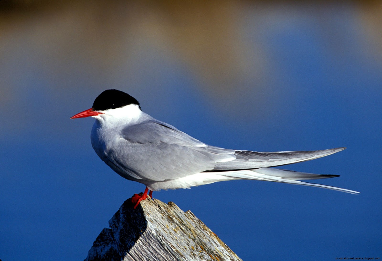 Audubon Arctic Tern Audubon Arctic Tern