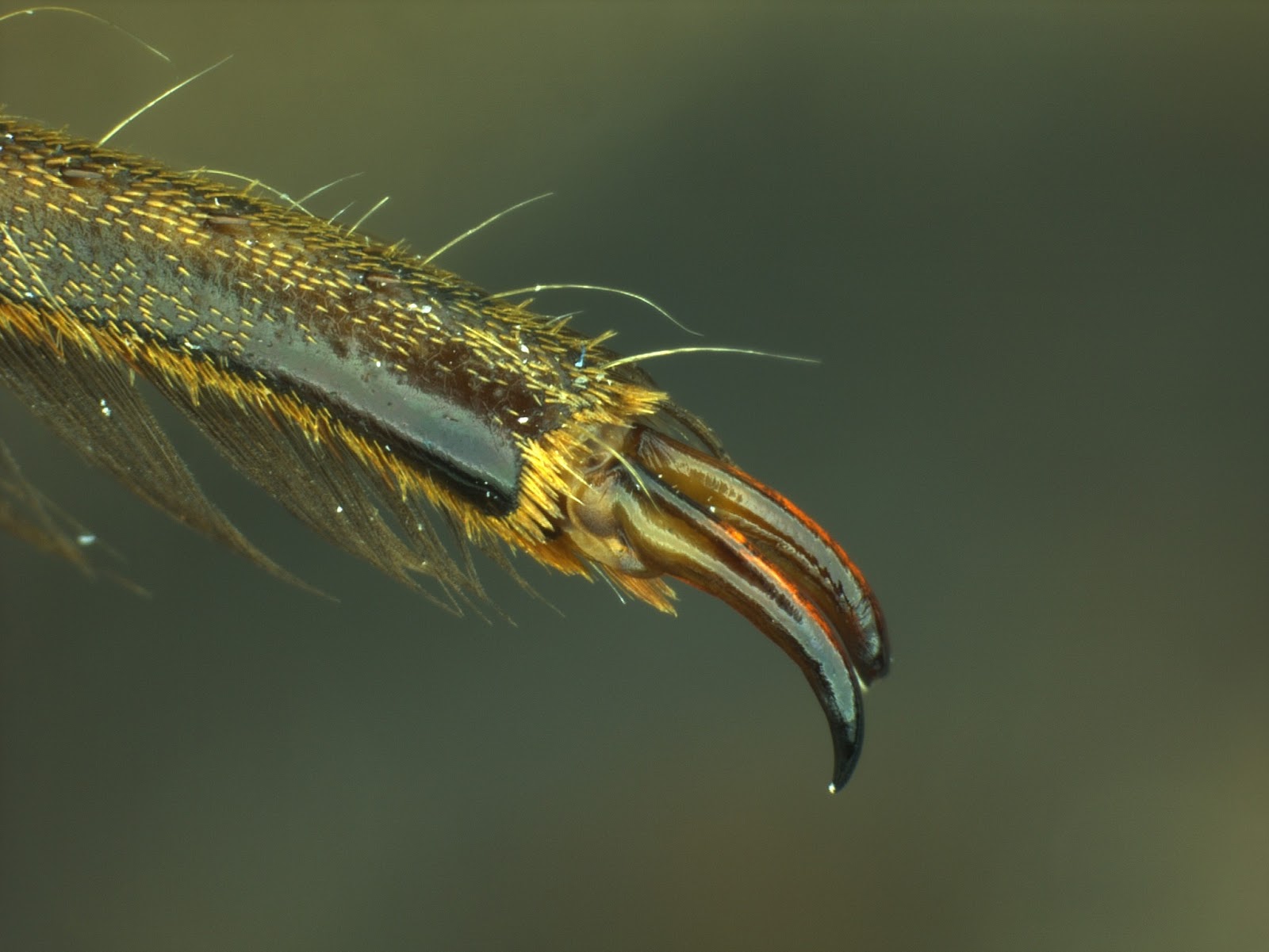 Quaoar Power Zoo giant water bug (Belostoma sp. aff. dentatum