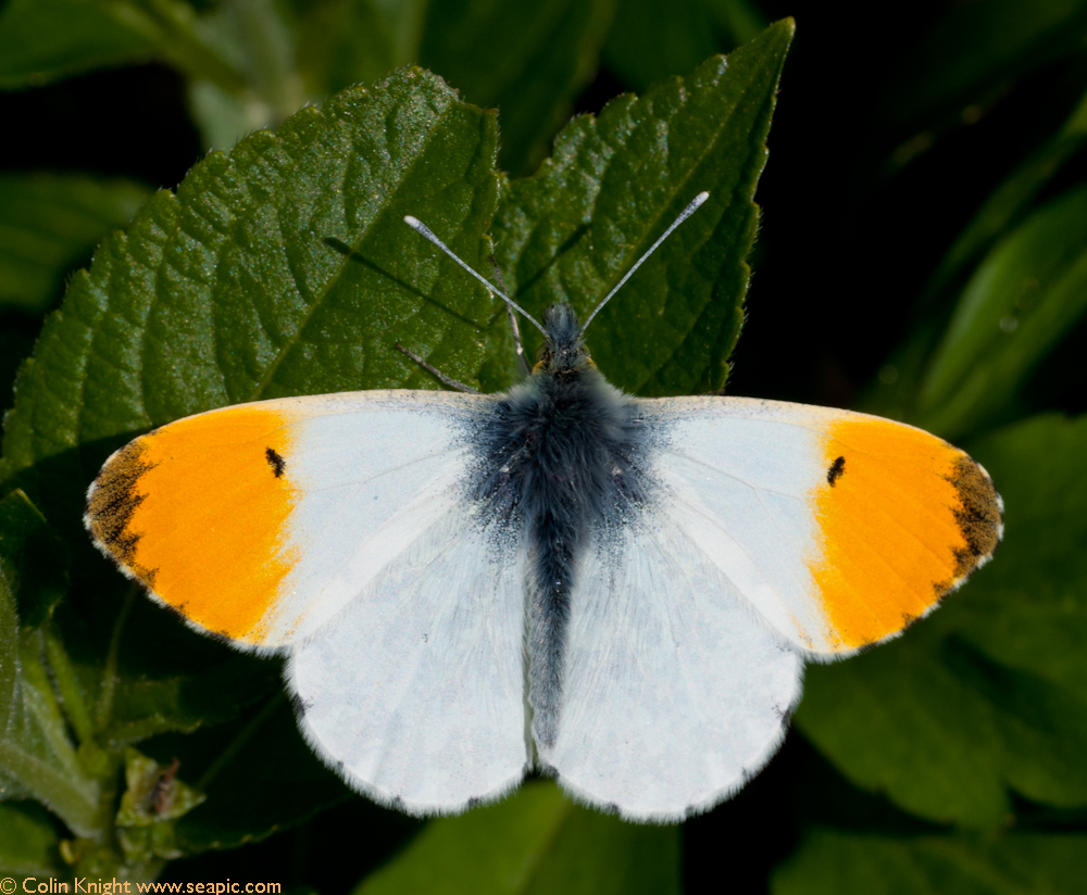 Postcards from Sussex Orangetip afternoon