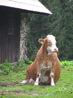 CUTE PICTURES: Funny cow