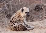 Spotted Hyena