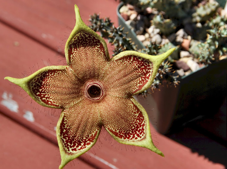 Edithcolea grandis