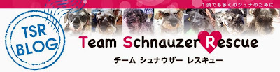 TSR Team Schnauzer Rescure Blog