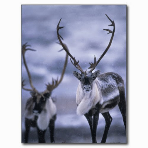 Caribou at the start of a Snowy Winter | Wildlife Photo Postcard