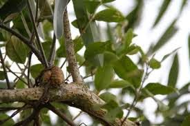 Khasiat Benalu Mangga Jeruk Teh Bagi Kesehatan