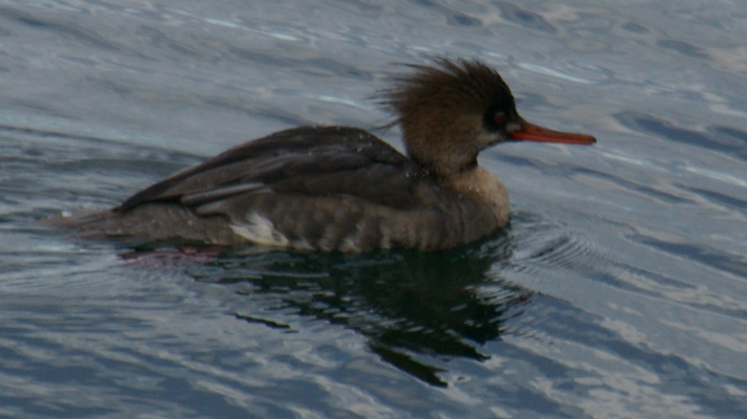 ...The Fangirl Files... Diving Ducks of Puget Sound