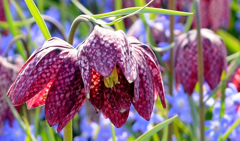 growing fritillaria meleagris from seed