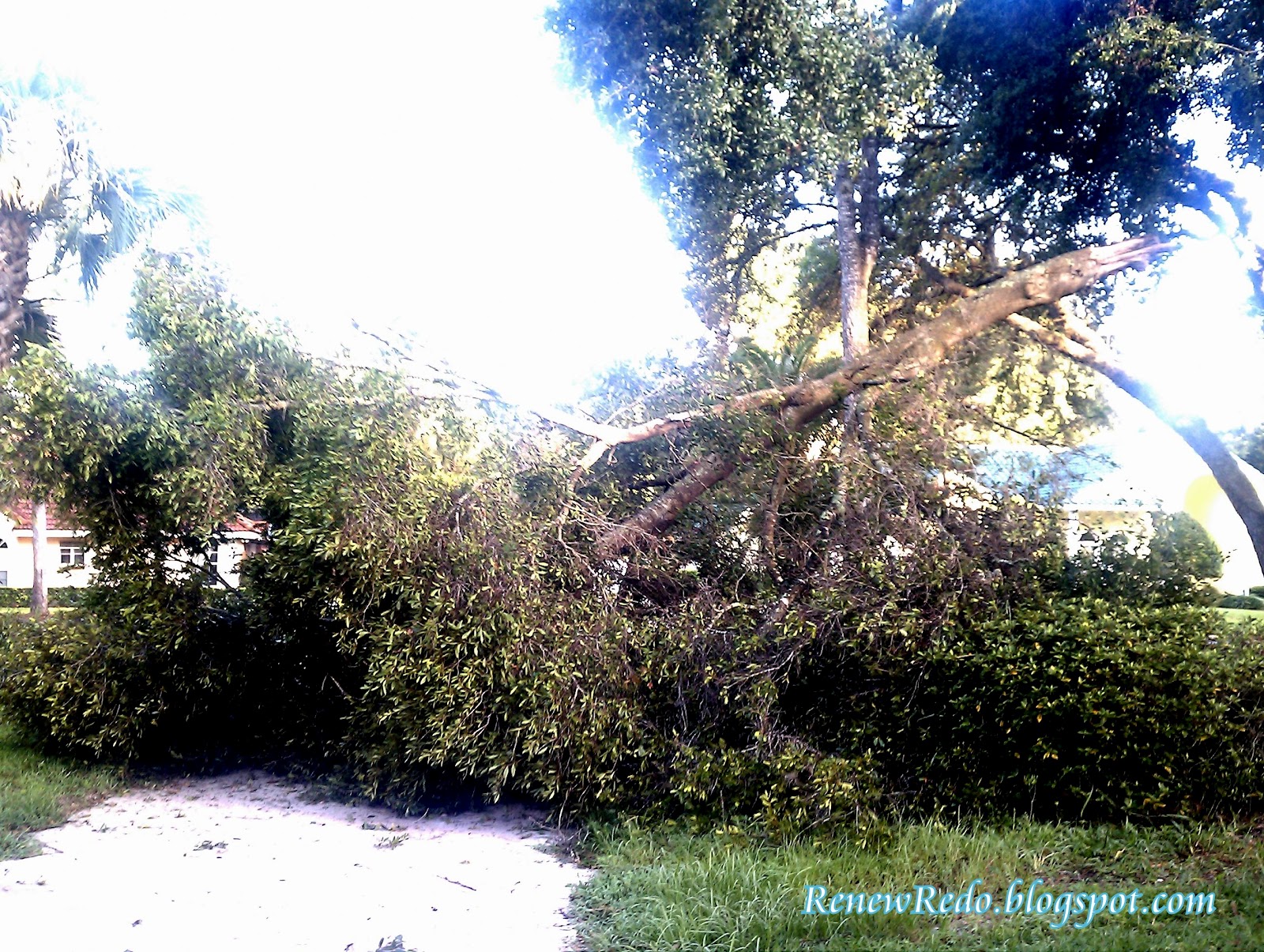 ReNew ReDo! Stump Coffee Table