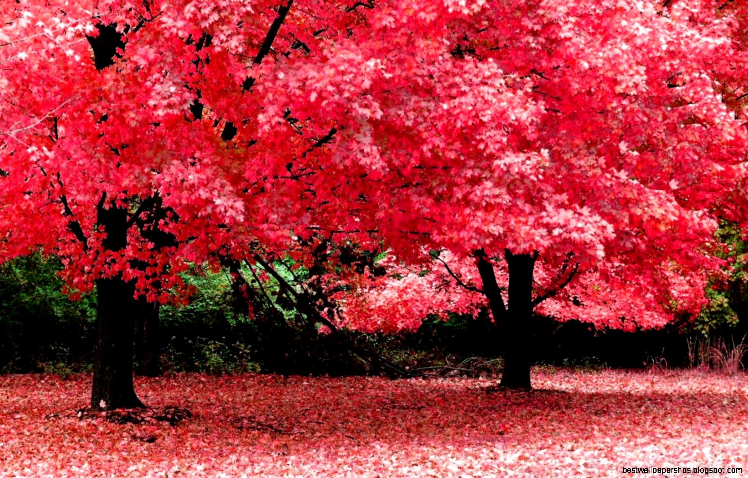 High Resolution Fall Pictures High Resolution Widescreen Nature High Resolution Fall Pictures High Resolution Widescreen Nature