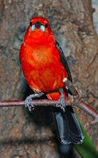 Fauna Bacia Taquari-Antas - Fonte: Aepan-ONG - Série: Aves