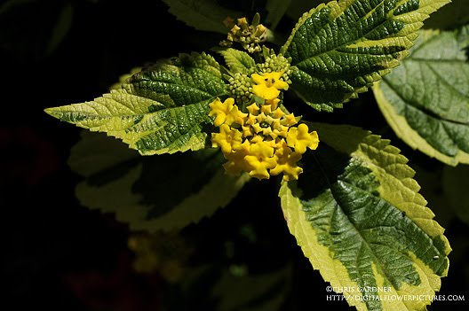 Potentilla Shrub Shrub Dazifora Or Kuril Tea Planting And Care
