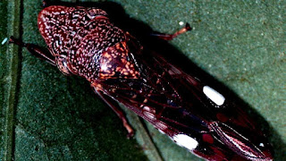 sharpshooter insect sharpshooter insect
