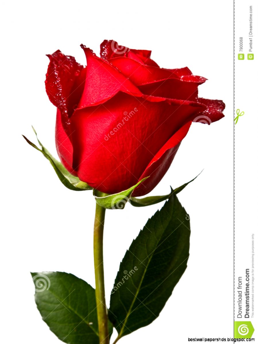 Red Rose Isolated On White Background Royalty Free Stock Photos Red Rose Isolated On White Background Royalty Free Stock Photos