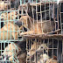 300 σκυλιά προορίζονταν για "λιχουδιά" στα εστιάτόρια του Βιετνάμ