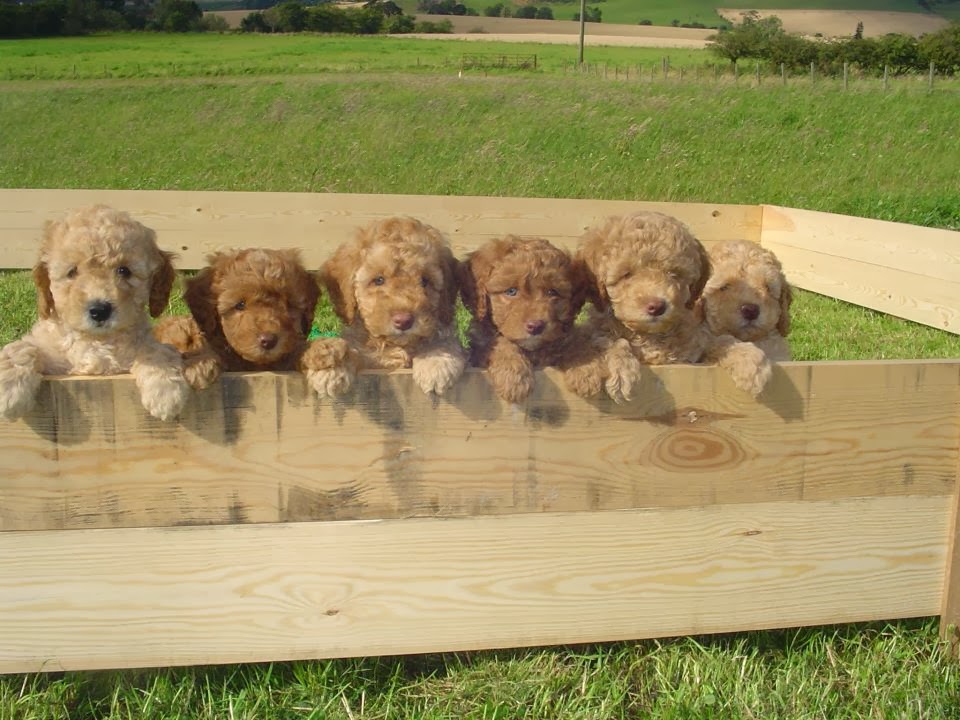 lomond hills labradoodle