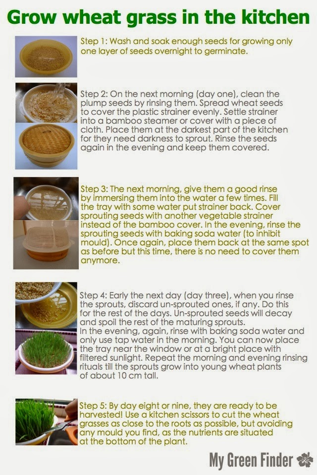 MY GREEN FINDER Plant Vendors Grow wheat grass indoor