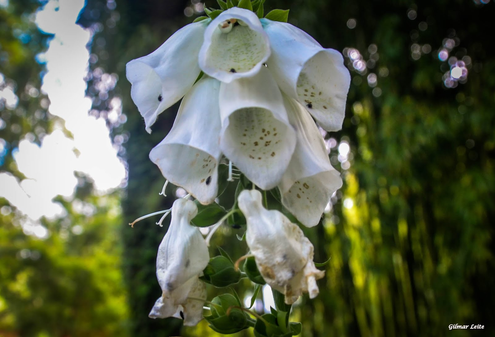 JARDIM DE MONET - GIVERNY - FRANÇA