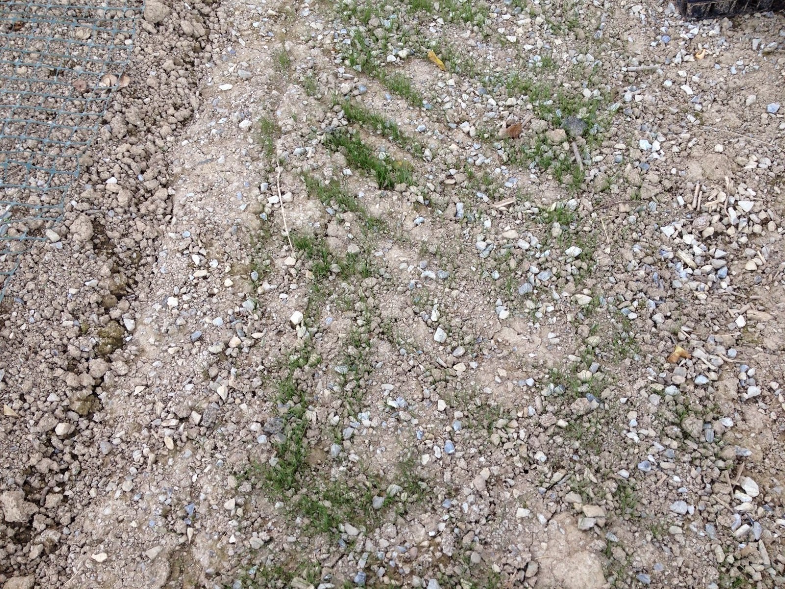 What Grows Well In Gravelly Soil at Rachel Rocha blog