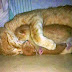 148,000 FB Likes - Mother Cat Cuddles her Kittens ...